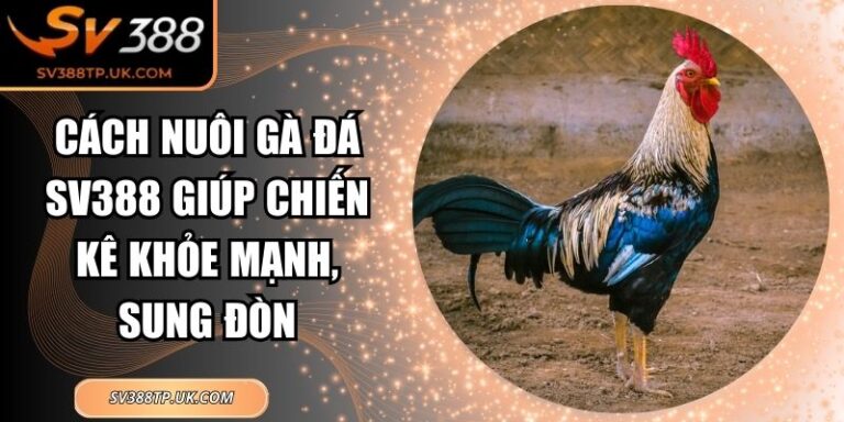 Cách Nuôi Gà Đá SV388 Giúp Chiến Kê Khỏe Mạnh, Sung Đòn
