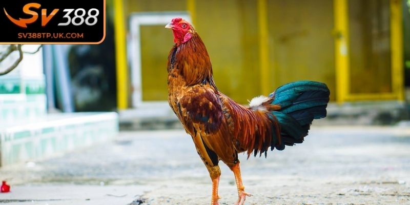 Hướng dẫn cách nuôi gà đá SV388 chất lượng