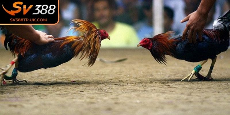 Đá Gà 4K SV388 – Trải Nghiệm Với Hình Ảnh Siêu Thực 3 Loại hình cựa dao