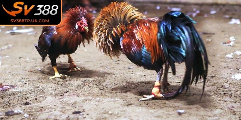 Đá Gà 4K SV388 – Trải Nghiệm Với Hình Ảnh Siêu Thực 2 Đánh giá ưu điểm hình thức