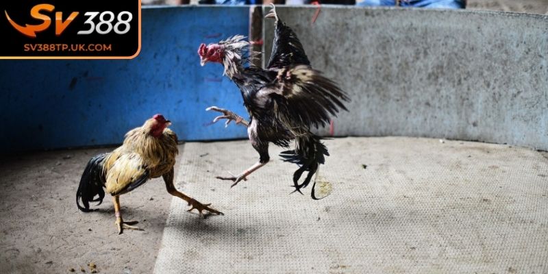 Khái niệm đá gà chọi C1 SV388 hiện nay