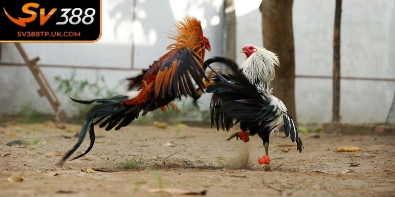 Đá gà đòn với sự bền bỉ 