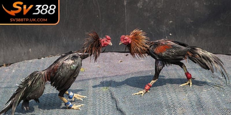 Sự rèn luyện nghiêm ngặt 