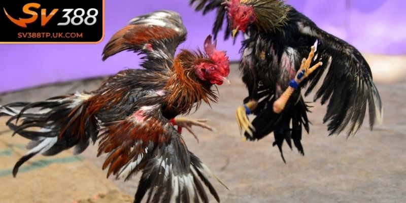 Kiểm tra kỹ lưỡng chiến kê 