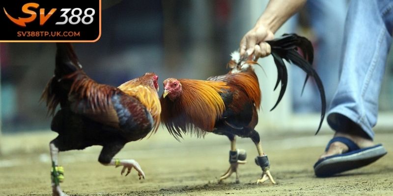 Đá gà cựa dao SV388 là gì?
