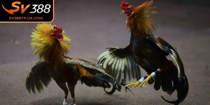 Quy trình bắt gà trong toàn bộ trận