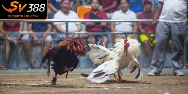 Điều kiện của gà chiến 