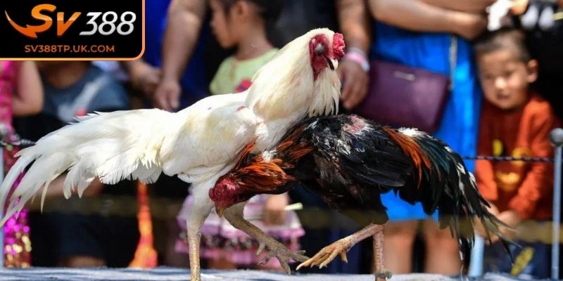 Khái niệm về hình thức thi đá gà cựa sắt SV388