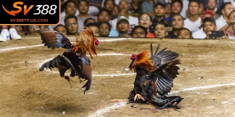 Kinh nghiệm và chiến thuật đầu tư hiệu quả 