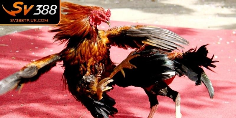 Đá Gà Đòn SV388 – Tái Hiện Lối Thi Đấu Kỹ Thuật Hấp Dẫn 3 Các hành vi bị cấm