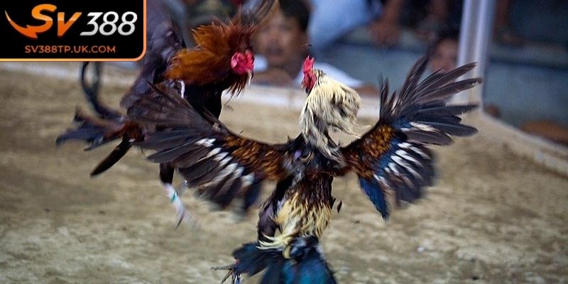 Đá Gà Đòn SV388 – Tái Hiện Lối Thi Đấu Kỹ Thuật Hấp Dẫn 1 Khái niệm về hình thức đá gà đòn SV388