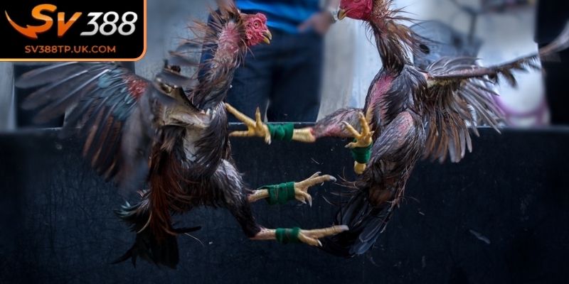 Đá Gà Đòn SV388 – Tái Hiện Lối Thi Đấu Kỹ Thuật Hấp Dẫn 2 Quy trình phân hạng