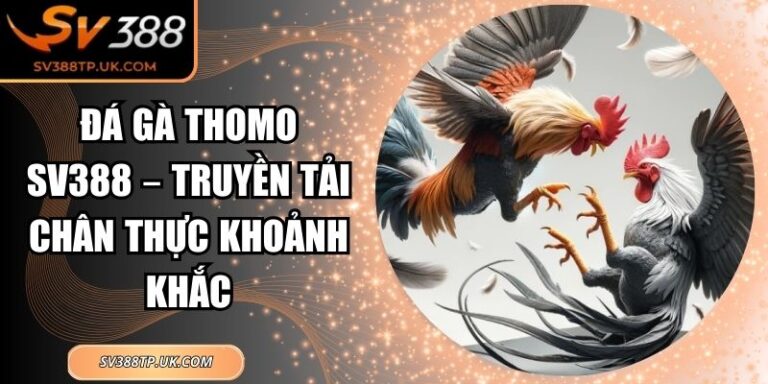 Đá Gà Thomo SV388 – Truyền Tải Chân Thực Khoảnh Khắc