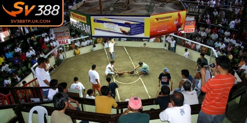 Đá gà Thomo SV388 được hiểu như thế nào?