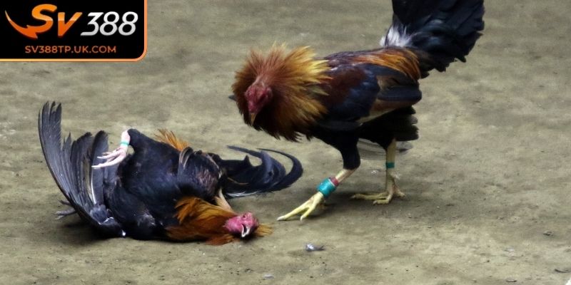 Những mẹo nâng cao tỷ lệ thắng 