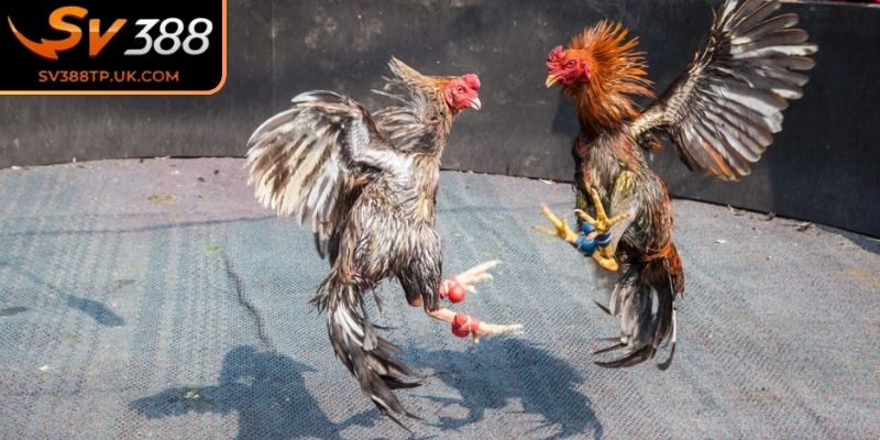 Quy định về chiến kê 