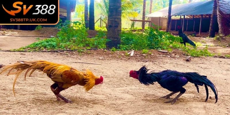 Những mẹo thông minh giúp thắng lớn cho newbie 