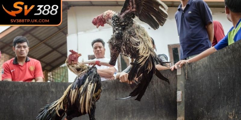 Sức hút của những trận đá gà tre SV388 