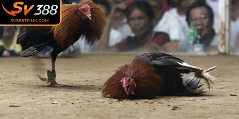 Đá Gà Trực Tiếp SV388 – Hình Ảnh Sắc Nét Theo Từng Trận 2 Đấu trường Philippines