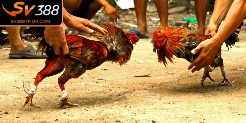 Đá Gà Trực Tiếp SV388 – Hình Ảnh Sắc Nét Theo Từng Trận 3 Đấu kê lai Mỹ