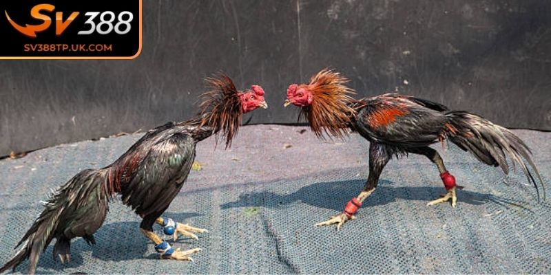 Đá Gà Trực Tiếp SV388 – Hình Ảnh Sắc Nét Theo Từng Trận 1 Đá gà trực tiếp SV388 là gì?